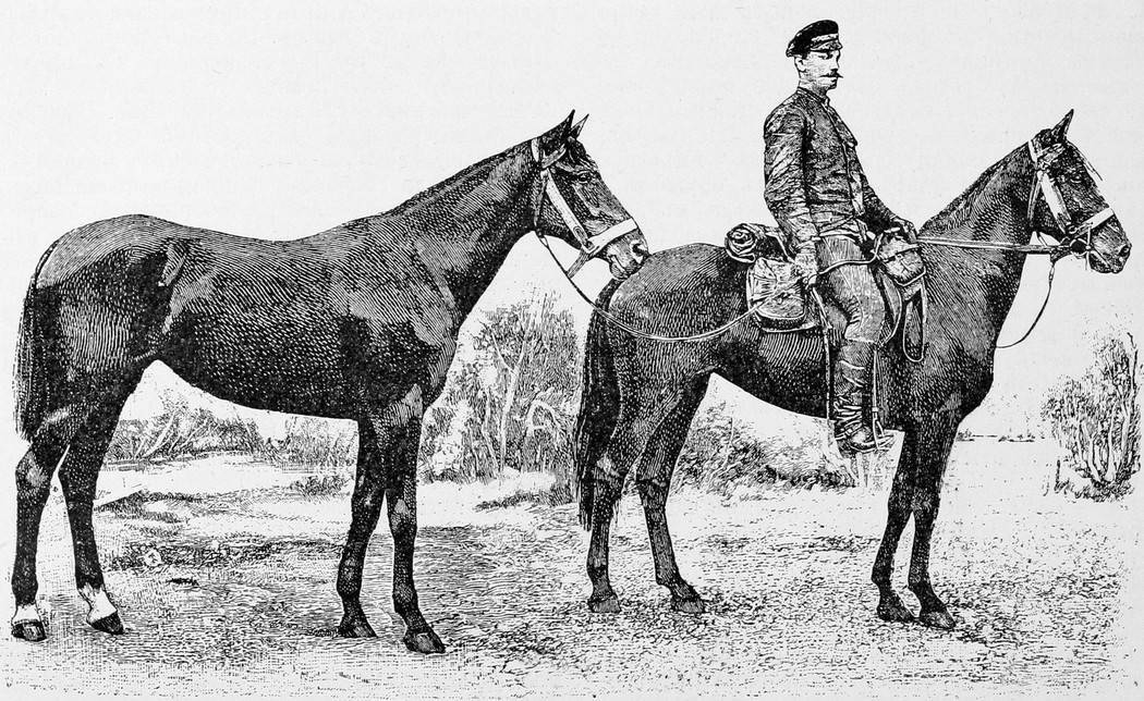 М. В. Асѣевъ и его лошади.