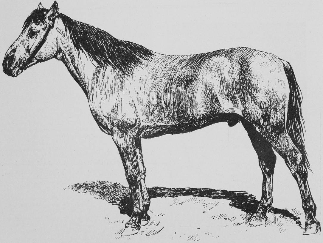 Башкирская лошадь.